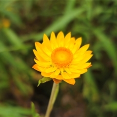 Xerochrysum viscosum at Jingera, NSW - 2 Jan 2025