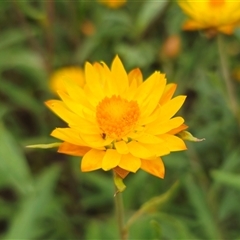 Xerochrysum viscosum at Jingera, NSW - 2 Jan 2025