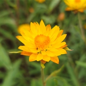 Xerochrysum viscosum at Jingera, NSW - 2 Jan 2025