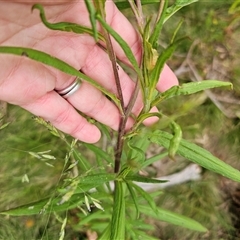 Xerochrysum viscosum at Jingera, NSW - 2 Jan 2025