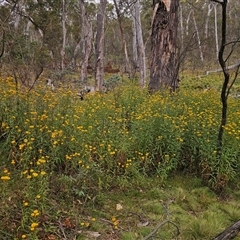 Xerochrysum viscosum at Jingera, NSW - 2 Jan 2025