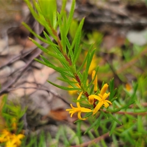 Persoonia chamaepeuce at Jingera, NSW - 2 Jan 2025