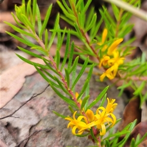 Persoonia chamaepeuce at Jingera, NSW - 2 Jan 2025