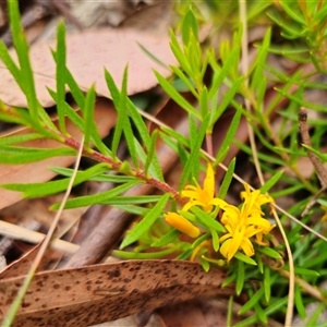 Persoonia chamaepeuce at Jingera, NSW - 2 Jan 2025