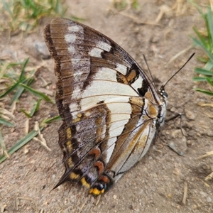 Charaxes sempronius at Anembo, NSW - suppressed