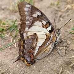 Charaxes sempronius at Anembo, NSW - suppressed