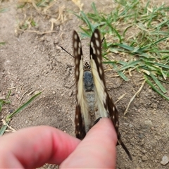 Charaxes sempronius at Anembo, NSW - suppressed