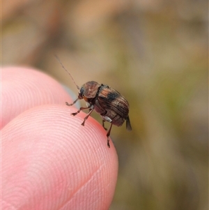 Cadmus sp. (genus) at Jingera, NSW by Csteele4