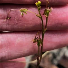 Thynninorchis huntianus (Common Elbow Orchid) at Jingera, NSW - 2 Jan 2025 by Csteele4