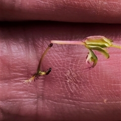 Thynninorchis huntianus at suppressed - suppressed