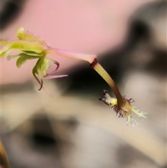 Thynninorchis huntianus at suppressed - 2 Jan 2025