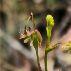 Thynninorchis huntianus at suppressed - 2 Jan 2025