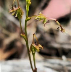 Thynninorchis huntianus at suppressed - suppressed