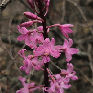 Dipodium roseum (Rosy Hyacinth Orchid) at Jingera, NSW by Csteele4