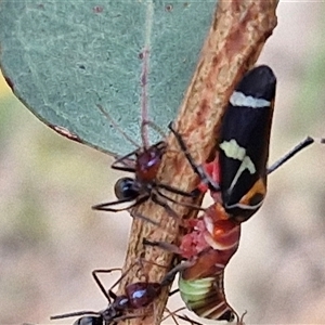 Eurymeloides pulchra (Gumtree hopper) at Goulburn, NSW by trevorpreston