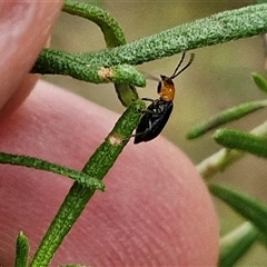 Adoxia benallae (Leaf beetle) at Goulburn, NSW - 2 Jan 2025 by trevorpreston