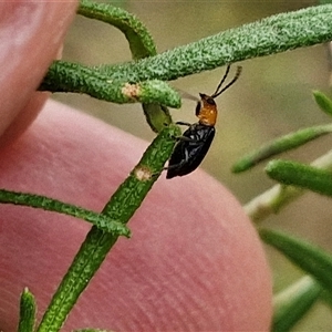 Adoxia benallae (Leaf beetle) at Goulburn, NSW by trevorpreston