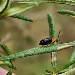 Adoxia benallae at Goulburn, NSW - 2 Jan 2025 05:13 PM