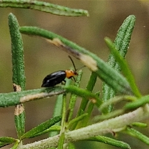 Adoxia benallae at Goulburn, NSW - 2 Jan 2025 05:13 PM