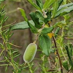 Billardiera scandens (Hairy Apple Berry) at Goulburn, NSW - 2 Jan 2025 by trevorpreston