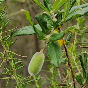 Billardiera scandens (Hairy Apple Berry) at Goulburn, NSW by trevorpreston