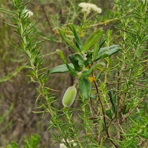 Billardiera scandens at Goulburn, NSW - 2 Jan 2025 05:11 PM