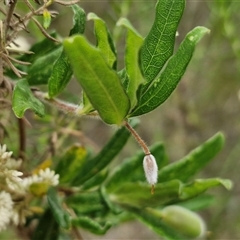 Billardiera scandens at Goulburn, NSW - 2 Jan 2025 05:11 PM