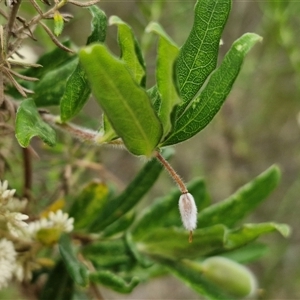 Billardiera scandens at Goulburn, NSW - 2 Jan 2025 05:11 PM