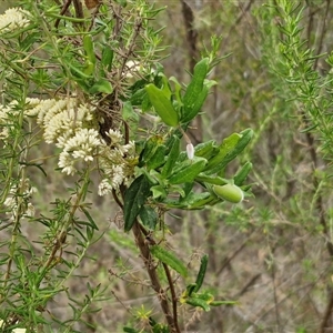 Billardiera scandens at Goulburn, NSW - 2 Jan 2025 05:11 PM