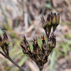 Haemodorum planifolium (Bloodroot) at Goulburn, NSW - 2 Jan 2025 by trevorpreston