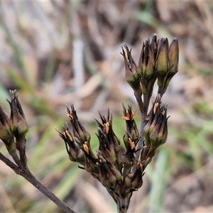 Haemodorum planifolium (Bloodroot) at Goulburn, NSW by trevorpreston