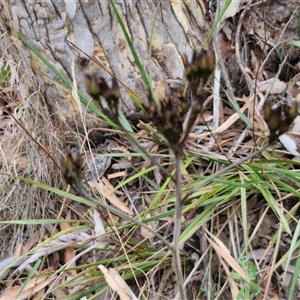 Haemodorum planifolium at Goulburn, NSW - 2 Jan 2025 05:08 PM