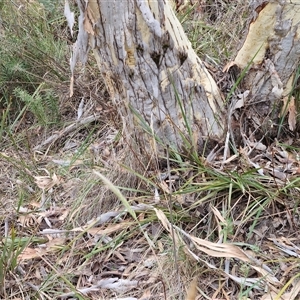 Haemodorum planifolium at Goulburn, NSW - 2 Jan 2025 05:08 PM