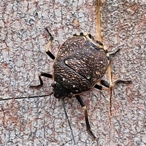 Platycoris rotundatus (A shield bug) at Goulburn, NSW by trevorpreston