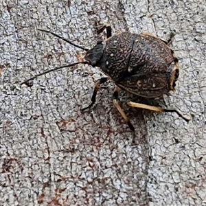 Platycoris rotundatus at Goulburn, NSW - 2 Jan 2025