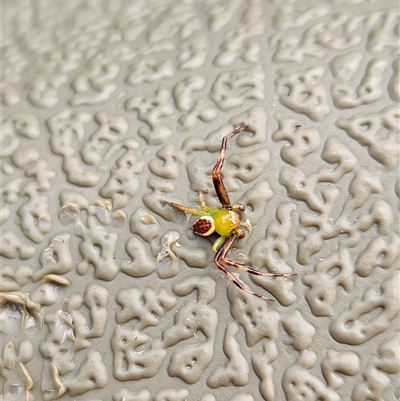 Australomisidia pilula (Lozenge-shaped Flower Spider) at Tewantin, QLD - 2 Jan 2025 by AaronClausen