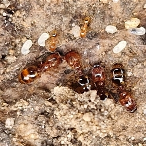 Pheidole sp. (genus) (Seed-harvesting ant) at Goulburn, NSW by trevorpreston