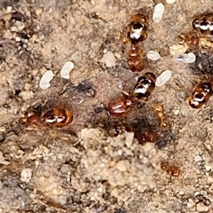 Pheidole sp. (genus) at Goulburn, NSW - 2 Jan 2025 05:00 PM