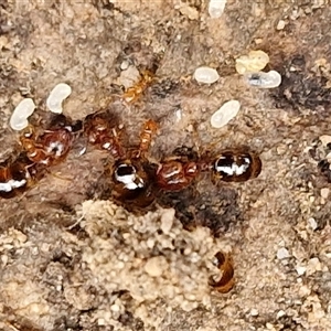 Pheidole sp. (genus) at Goulburn, NSW - 2 Jan 2025 05:00 PM