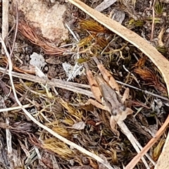 Phaulacridium vittatum (Wingless Grasshopper) at Goulburn, NSW - 2 Jan 2025 by trevorpreston