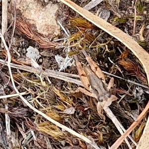 Phaulacridium vittatum (Wingless Grasshopper) at Goulburn, NSW by trevorpreston