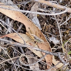 Praxibulus sp. (genus) (A grasshopper) at Goulburn, NSW - 2 Jan 2025 by trevorpreston