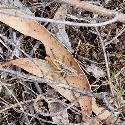 Praxibulus sp. (genus) (A grasshopper) at Goulburn, NSW - 2 Jan 2025 by trevorpreston