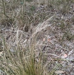 Nassella trichotoma (Serrated Tussock) at Higgins, ACT - 2 Jan 2025 by MattM