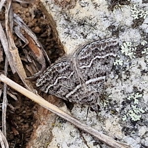 Dichromodes explanata (Fine-lined Heath Moth) at Goulburn, NSW by trevorpreston