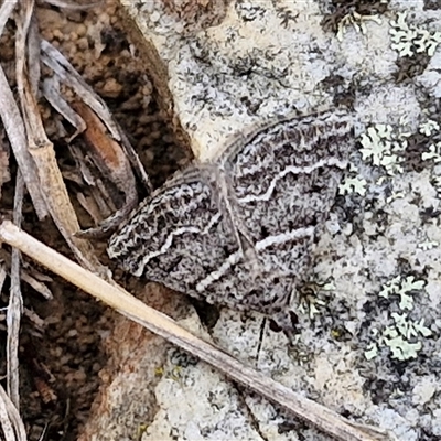 Dichromodes explanata (Fine-lined Heath Moth) at Goulburn, NSW - 2 Jan 2025 by trevorpreston