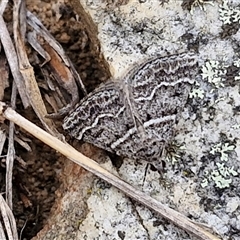 Dichromodes explanata at Goulburn, NSW - 2 Jan 2025