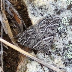 Dichromodes explanata at Goulburn, NSW - 2 Jan 2025