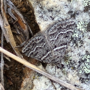 Dichromodes explanata at Goulburn, NSW - 2 Jan 2025