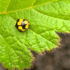 Illeis galbula (Fungus-eating Ladybird) at Undefined - 2 Jan 2025 by Arni